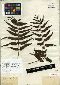 Asplenium hastatum image