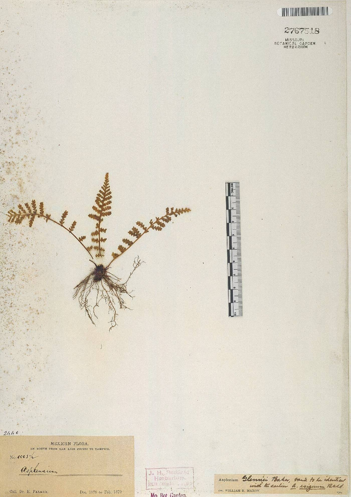 Asplenium exiguum subsp. glenniei image