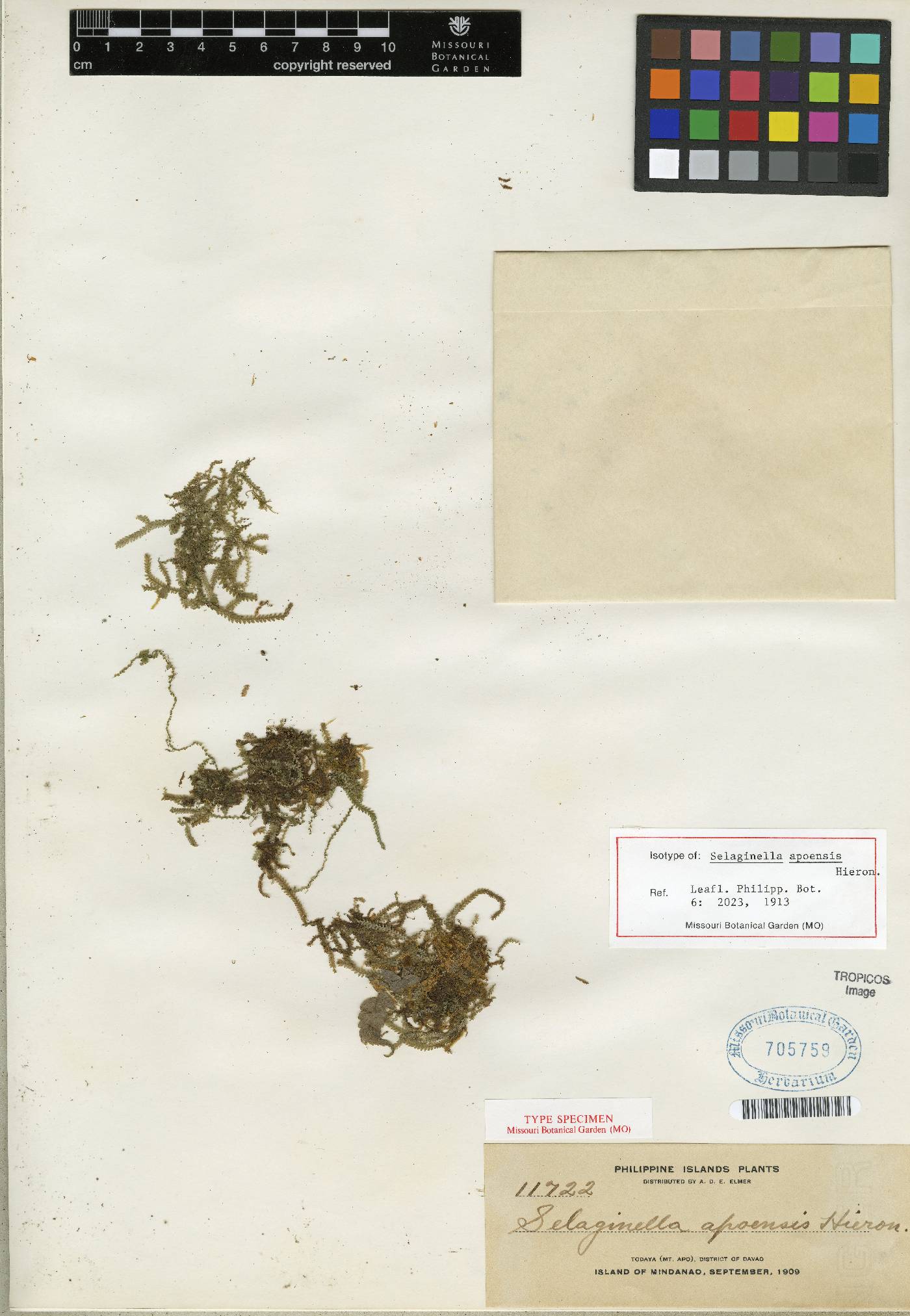 Selaginella apoensis image