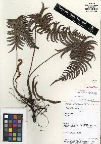 Blechnum anthracinum image