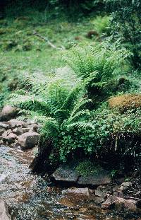 Athyrium filix-femina image