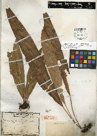 Elaphoglossum latifolium image