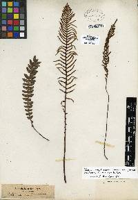 Austroblechnum lechleri image