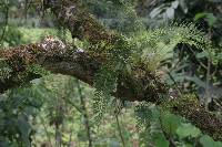 Pleopeltis lindeniana image