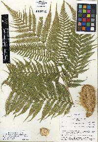 Cyathea arborea image