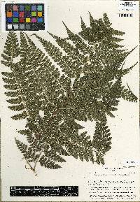 Dennstaedtia bipinnata image