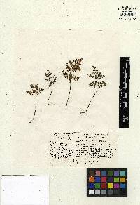 Myriopteris pringlei subsp. pringlei image