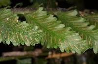 Asplenium barteri image