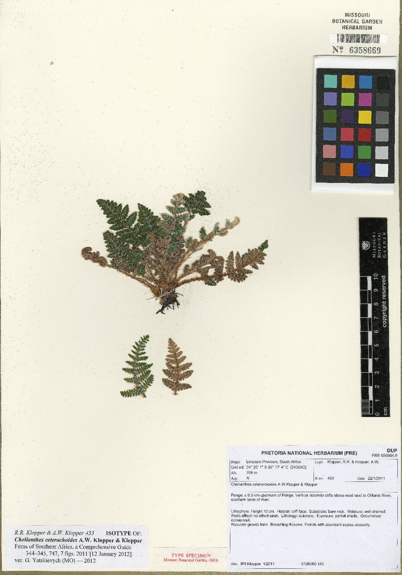 Cheilanthes ceterachoides image