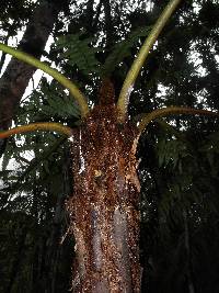 Alsophila hyacinthei var. concava image