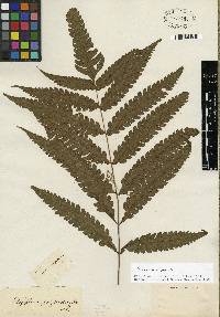 Steiropteris polypodioides image