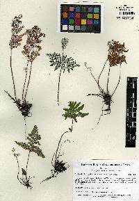 Cheilanthes scioana image