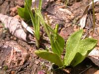 Ophioglossum engelmannii image