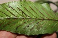 Asplenium annetii image