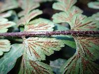 Asplenium aethiopicum image