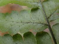 Triplophyllum subquinquefidum image