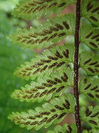 Asplenium kaulfussii image