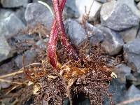 Athyrium schimperi image