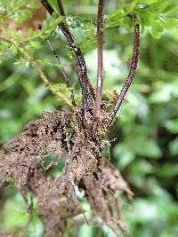 Asplenium abyssinicum image