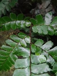 Adiantum vogelii image