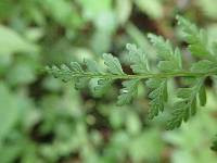 Athyrium ammifolium image