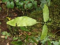 Asplenium laciniatum subsp. laciniatum image