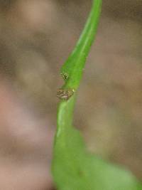 Asplenium laciniatum subsp. laciniatum image