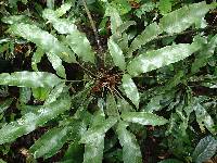 Asplenium laciniatum subsp. laciniatum image
