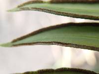 Pellaea doniana image