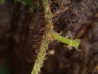 Didymoglossum erosum image