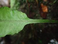 Asplenium variabile image