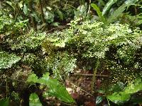 Hymenophyllum triangulare image