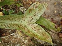 Asplenium africanum image