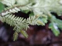 Selaginella molliceps image