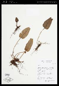Image of Elaphoglossum gemmatum