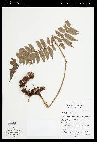 Polybotrya altescandens image