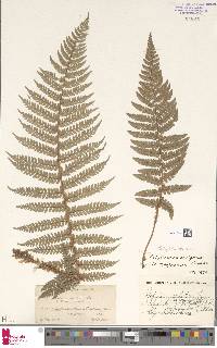 Polystichum setiferum image