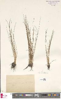 Isoetes longissima subsp. adspersa image