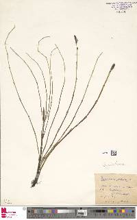 Equisetum palustre image