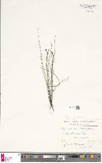 Equisetum palustre image