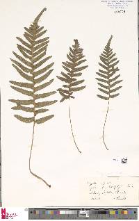 Polypodium vulgare image