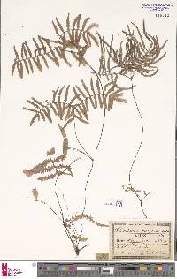 Gleichenia polypodioides image