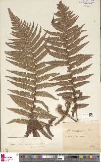 Dryopteris wallichiana subsp. wallichiana image