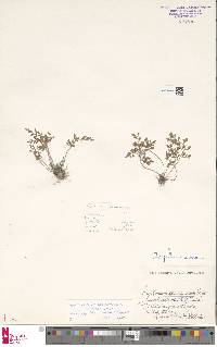 Asplenium trichomanes subsp. trichomanes image