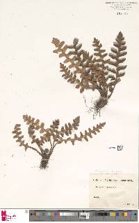 Asplenium aureum image