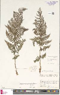 Athyrium distentifolium image