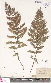 Athyrium distentifolium image