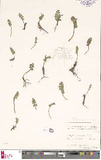 Botrychium lunaria image