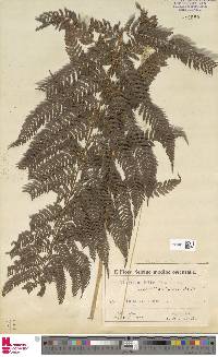 Athyrium delicatulum image