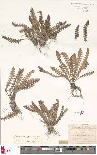 Asplenium ceterach image